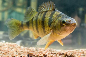 Perch yellow - riblji traka